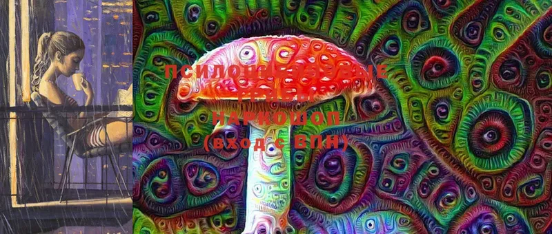 Псилоцибиновые грибы Cubensis  Белокуриха 